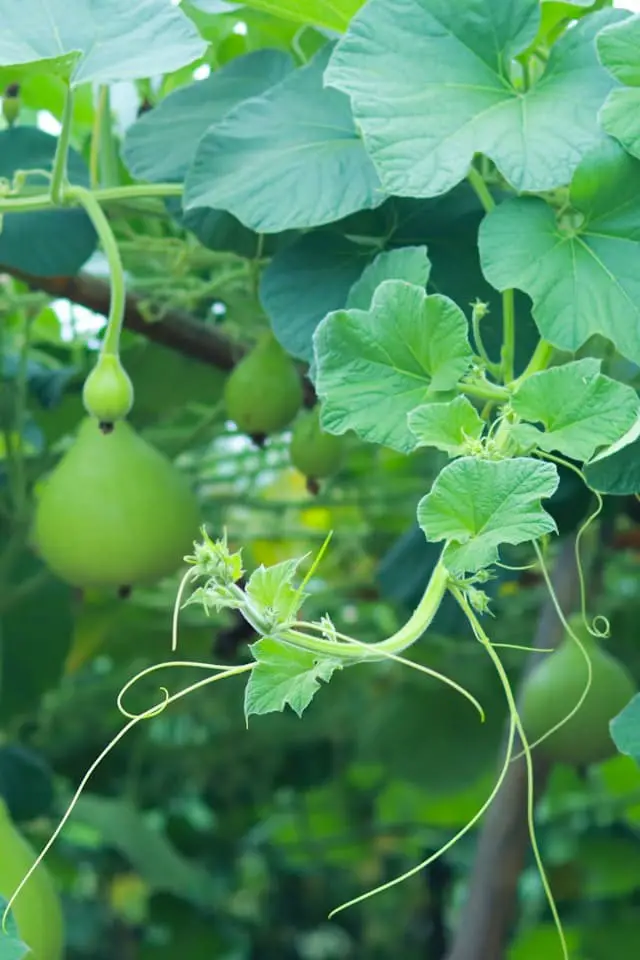 Gourds