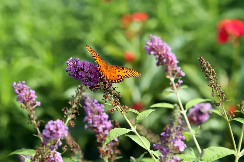 Butterfly Garden