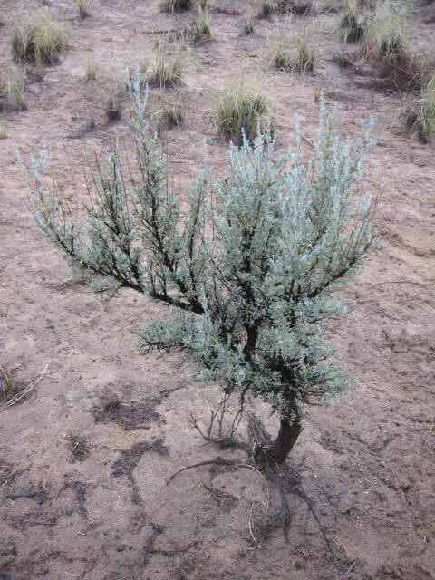 Sagebrush (Artemisia tridentata)