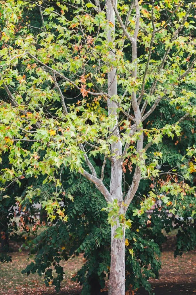 Sycamore Trees: Types, Leaves, Bark, Plant Care And Growing Guide