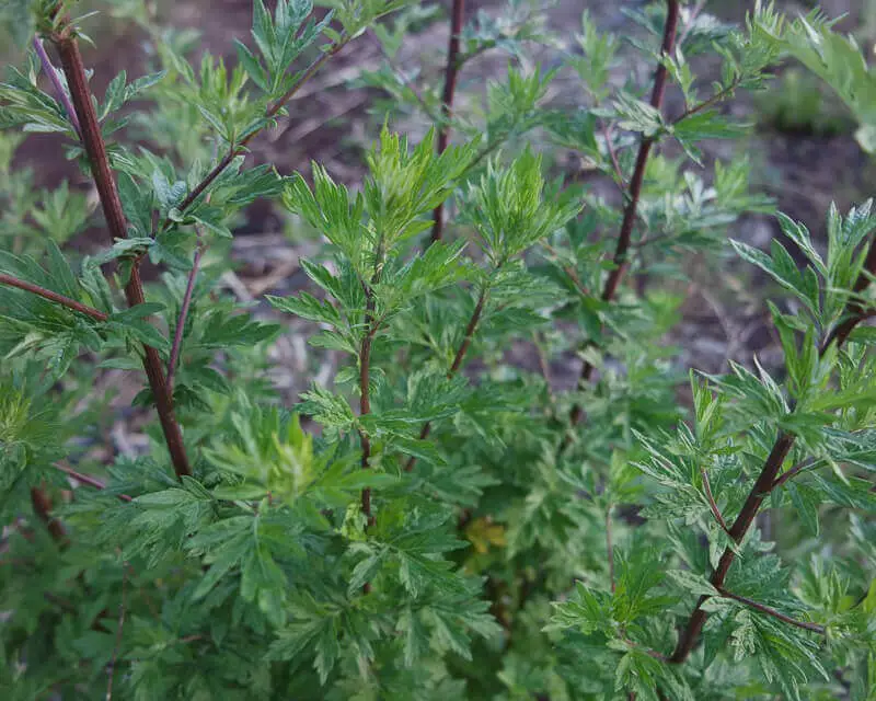 #1. Mugwort