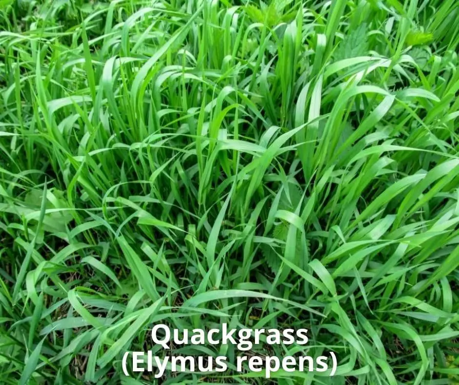 Quackgrass (Elymus repens)