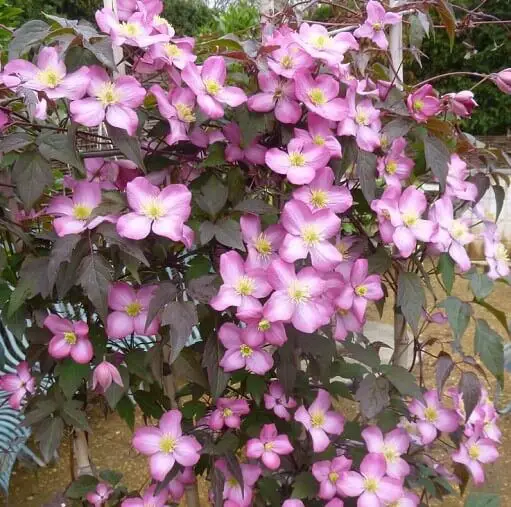 Early Summer Flowering Clematis