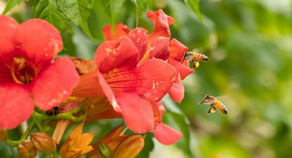 Trumpet flowers