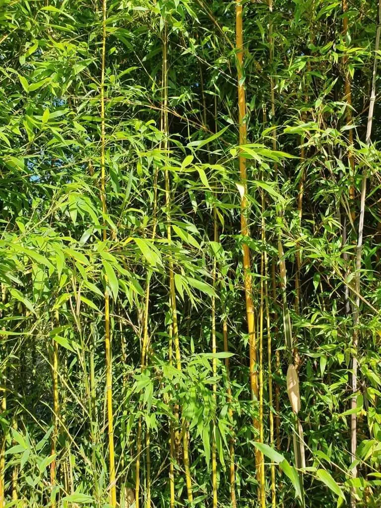 Fish Pole Bamboo (Phyllostachys aurea)