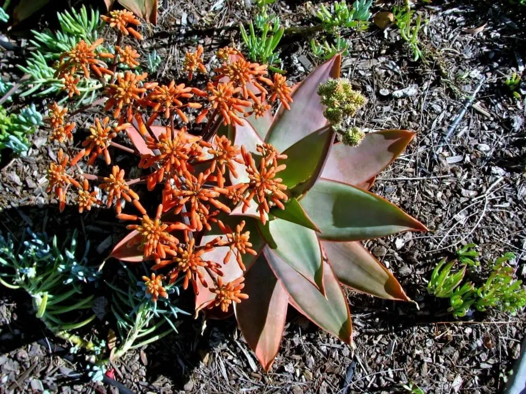 Coral Aloe (Aloe Striata)