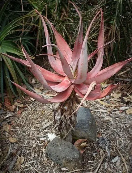 Clanwilliam Aloe (Aloe comosa)