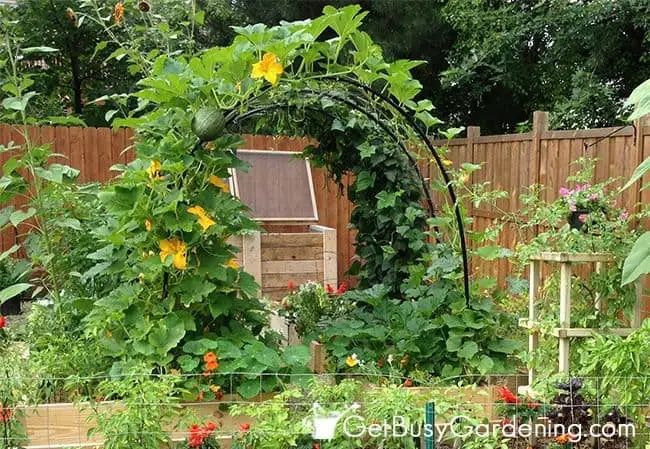 Beautiful Squash Arch