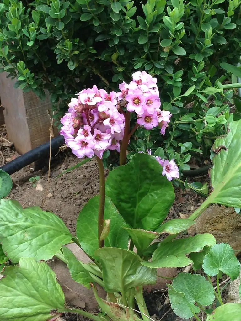 Pigsqueak (Bergenia cordifolia)