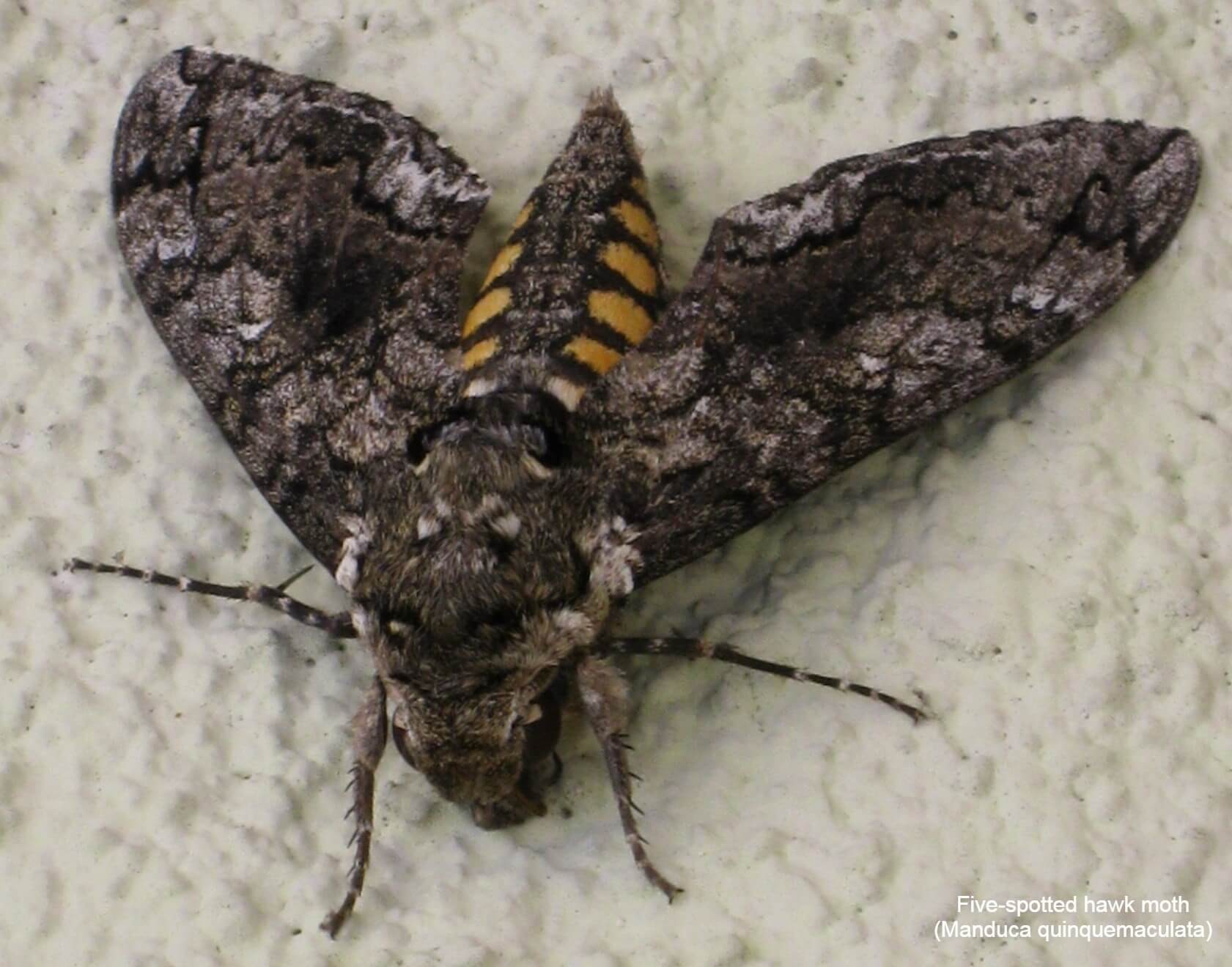 Five-spotted hawk moth (Manduca quinquemaculata)