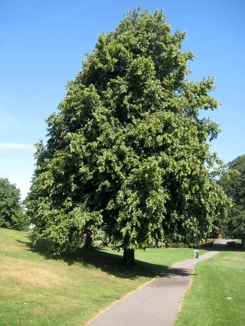 Lime trees