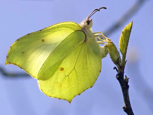 10 Butterflies To Attract Into Your Garden