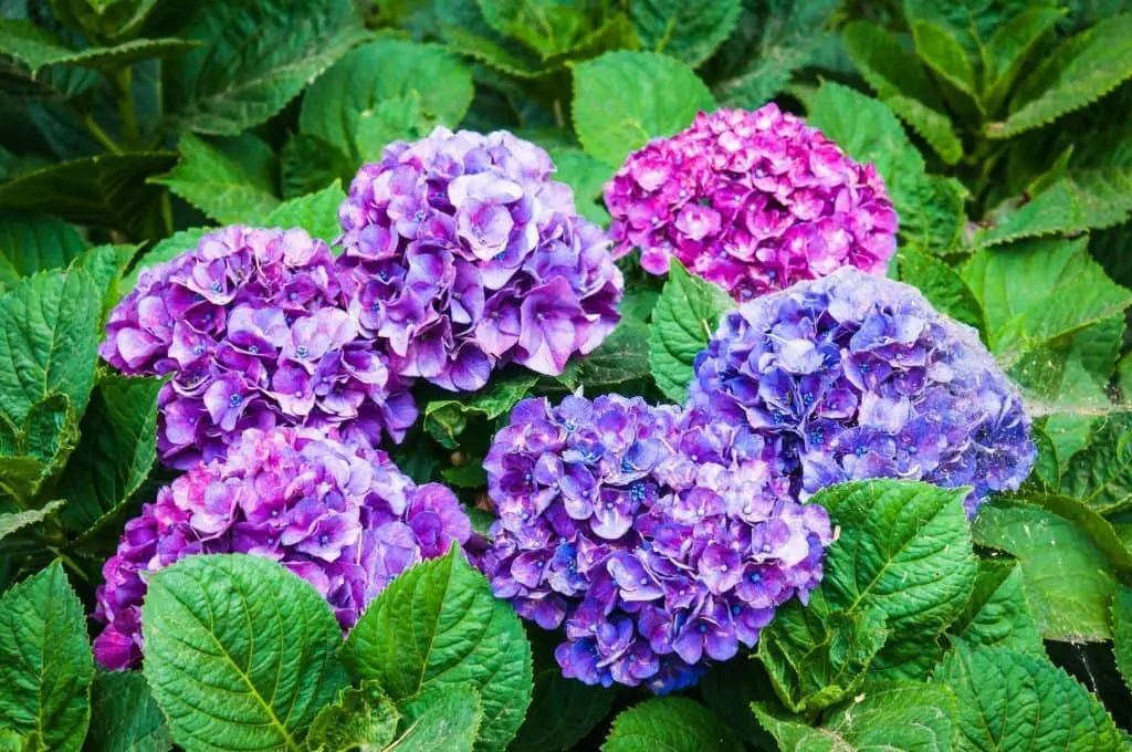 Hydrangeas.