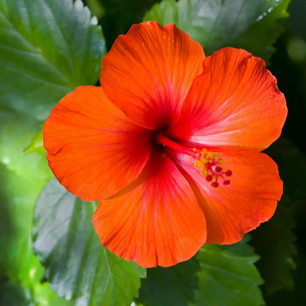 #9. Hibiscus