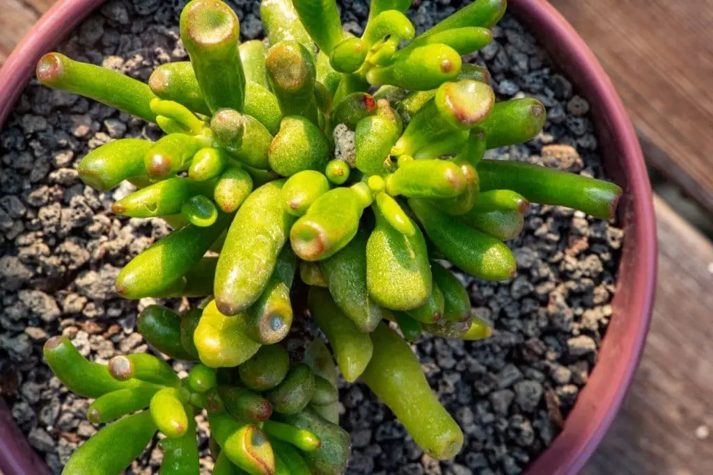 Crassula Ovata (Money Plant)