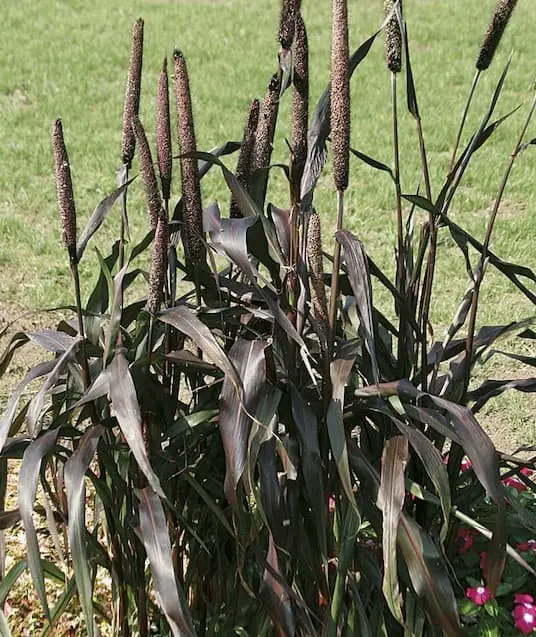 Ornamental Millet (Pennisetum glaucum).