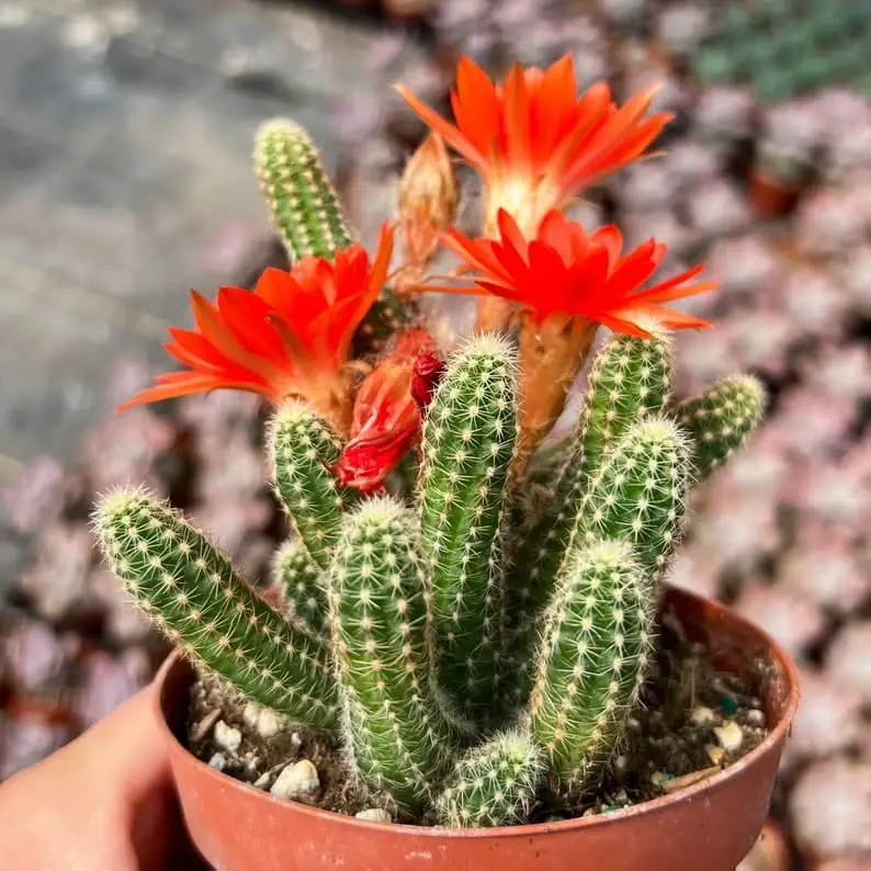 Peanut Cactus (Echinopsis Chamaecereus).