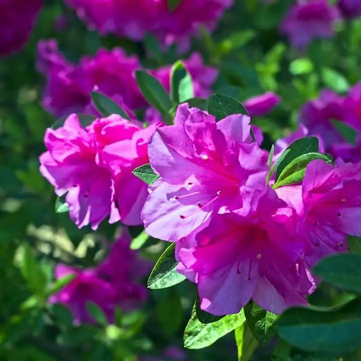 Azaleas