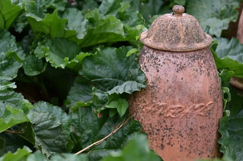 Forced rhubarb