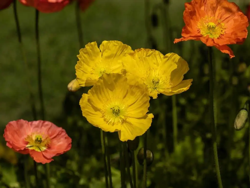 Iceland Poppy (Papaver nudicaule).