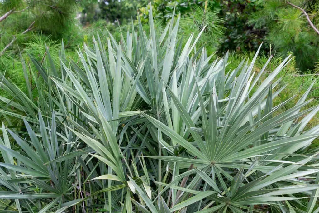 Silver Saw Palmetto (Serenoa repens).