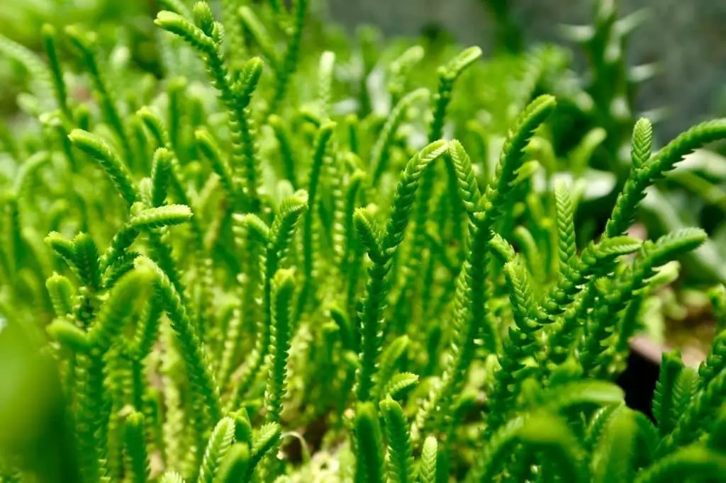 Watch Chain Plant (Crassula muscosa).