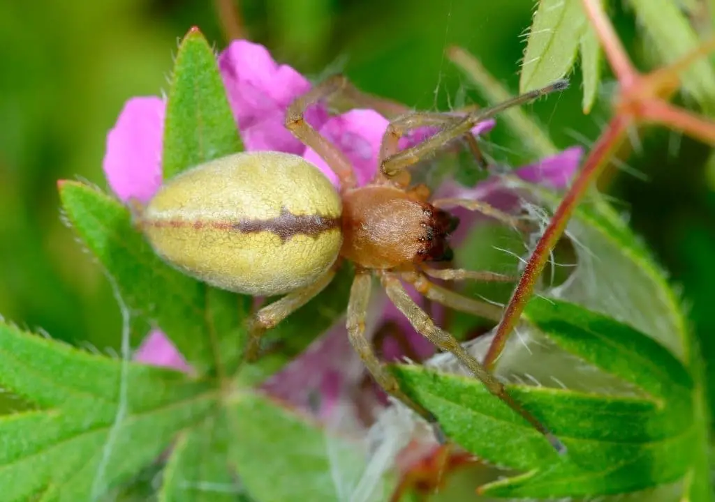 Sac Spiders (Families Clubionidae)