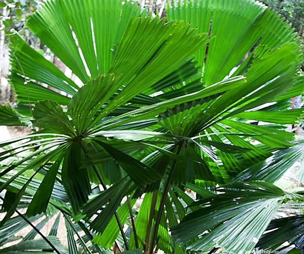 Mexican Fan Palm (Washingtonia robusta).