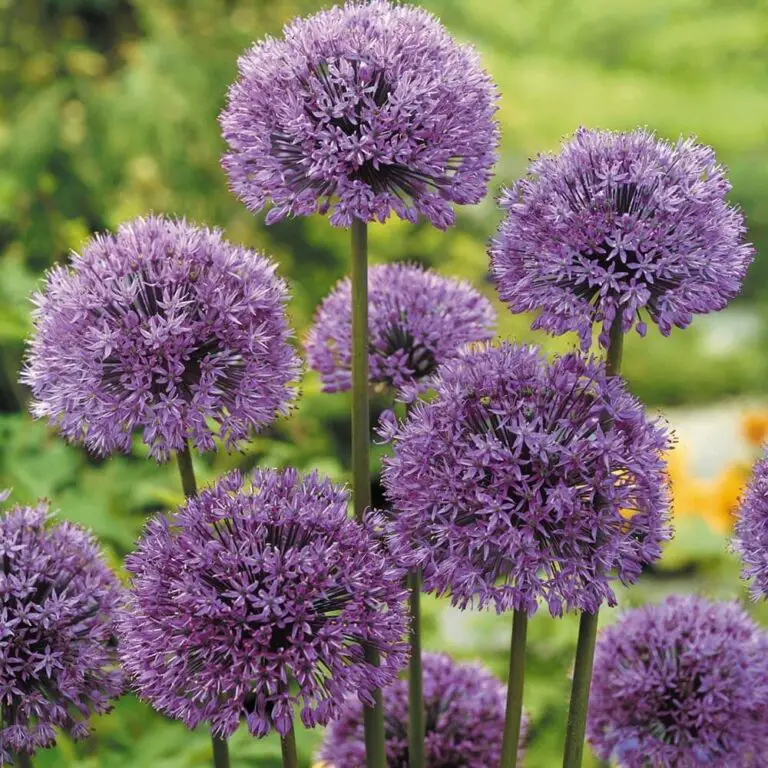 Alliums Deer Resistant Garden Flowers: Drought Tolerant Ornamental Onion Plants Deter Small Rodents