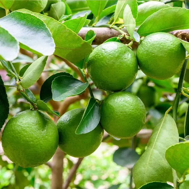 Lime trees.