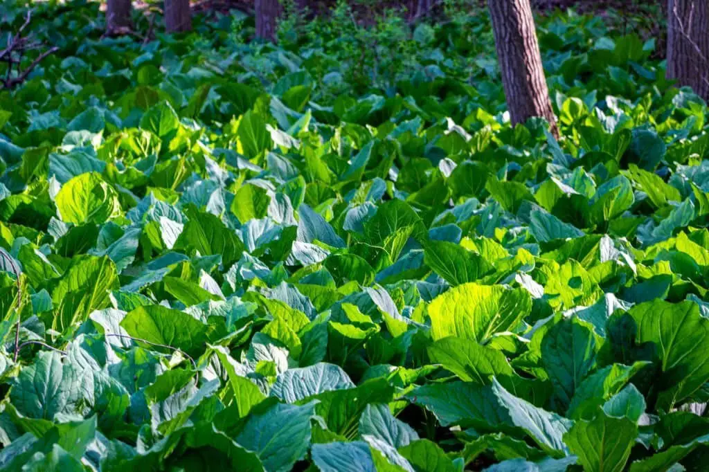 Skunk cabbage (Symplocarpus foetidus).