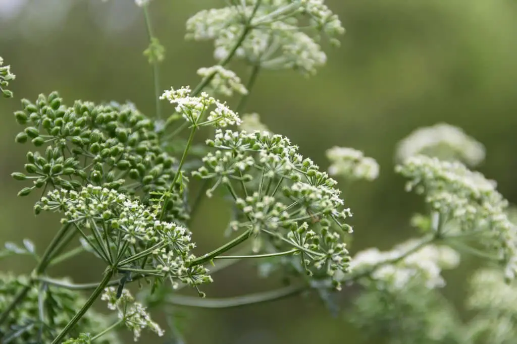 Poison hemlock (Conium maculatum).