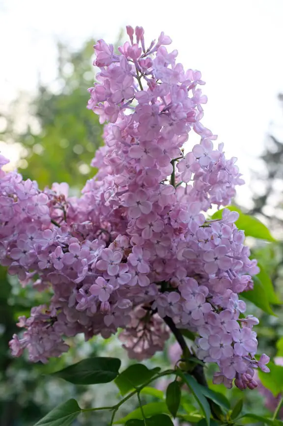 #5. lilac (Syringa)