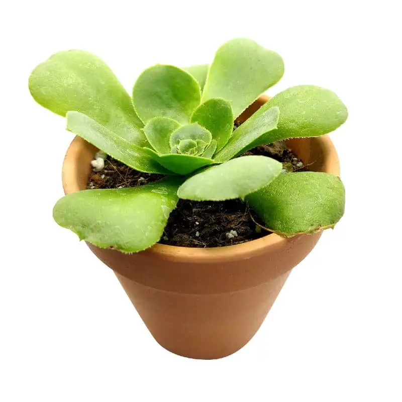 Aeonium Pseudotabuliforme (Aeonium Green Platters).