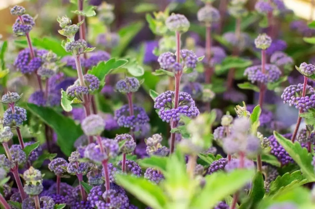 Pennyroyal Mint (Mentha pulegium)