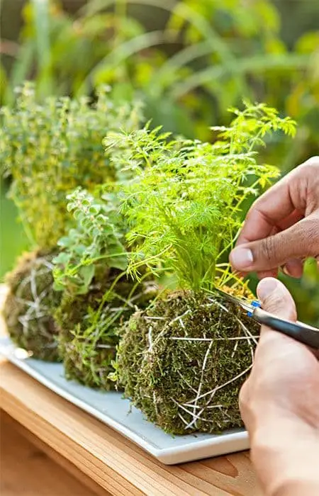 Herb Holders Inspired by Kokedama