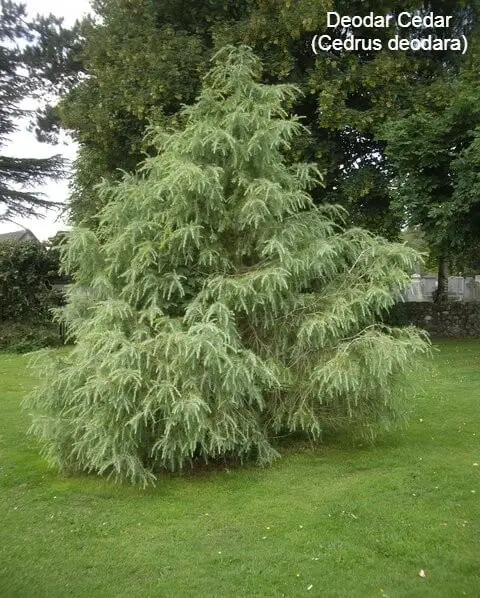 Deodar Cedar (Cedrus deodara)