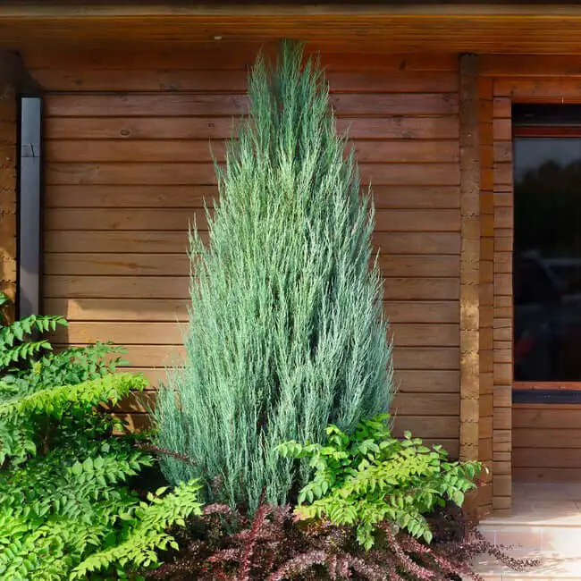 Skyrocket Junipers (Juniperus Virginiana ‘Skyrocket’)