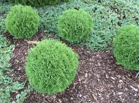 Hetz Midget Thuja (Thuja occidentalis ‘Hetz Midget’)