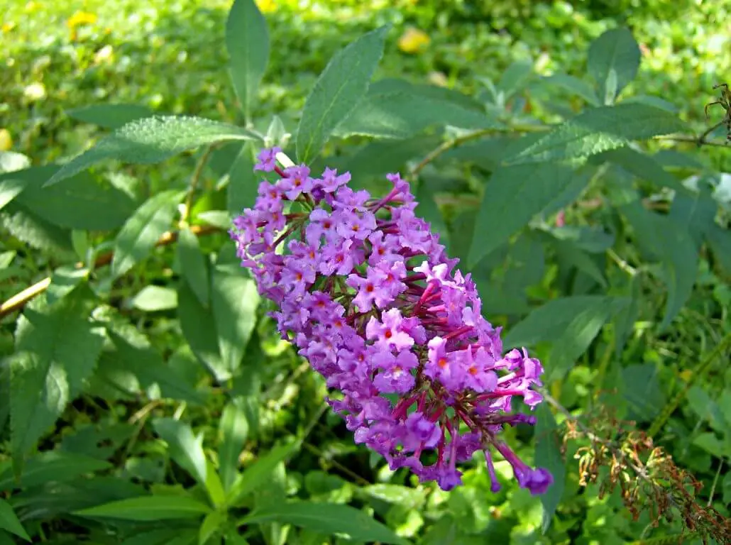 #3. Butterfly bush (Buddleia)