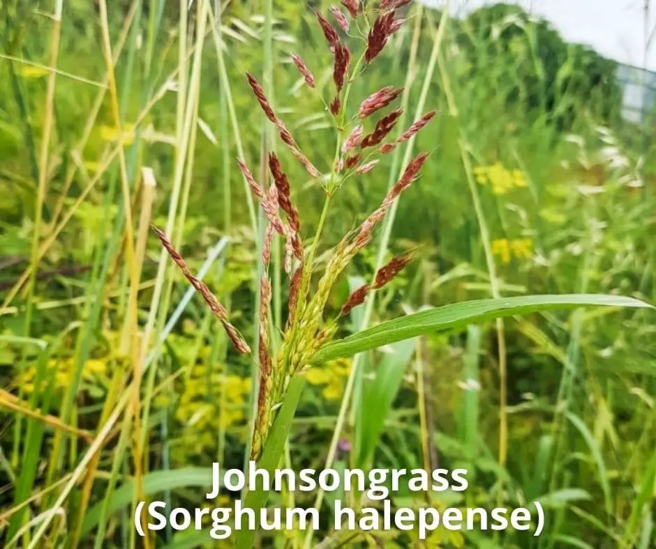 Johnsongrass (Sorghum halepense)