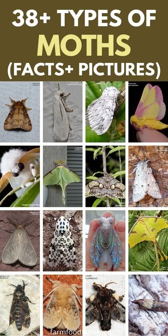 38+ Different Types Of Moths (With Names And Pictures)