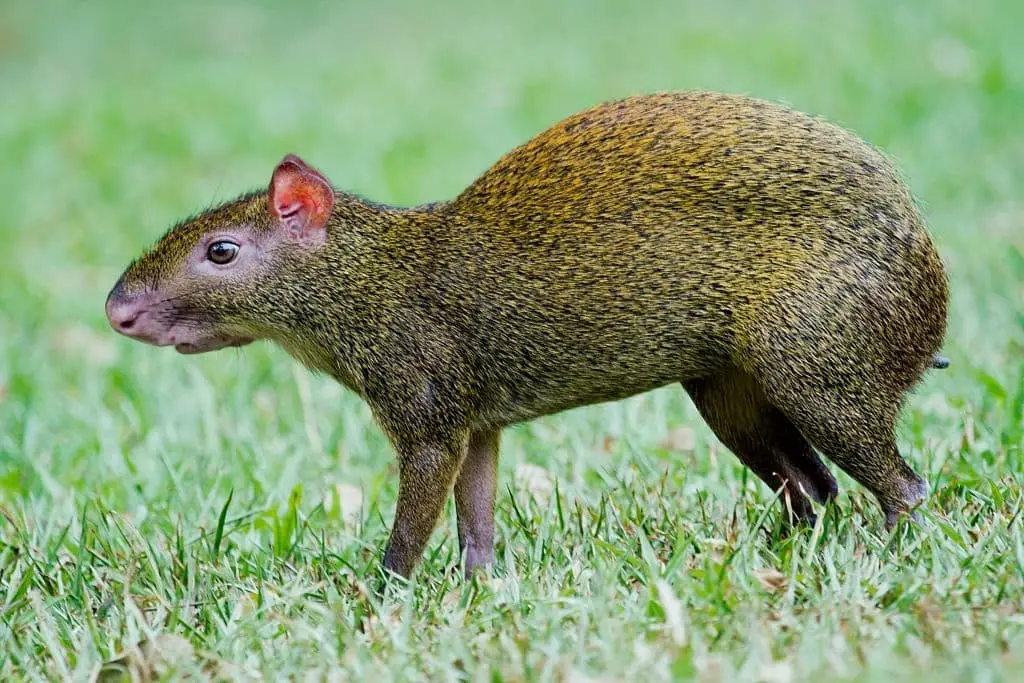 Agouti