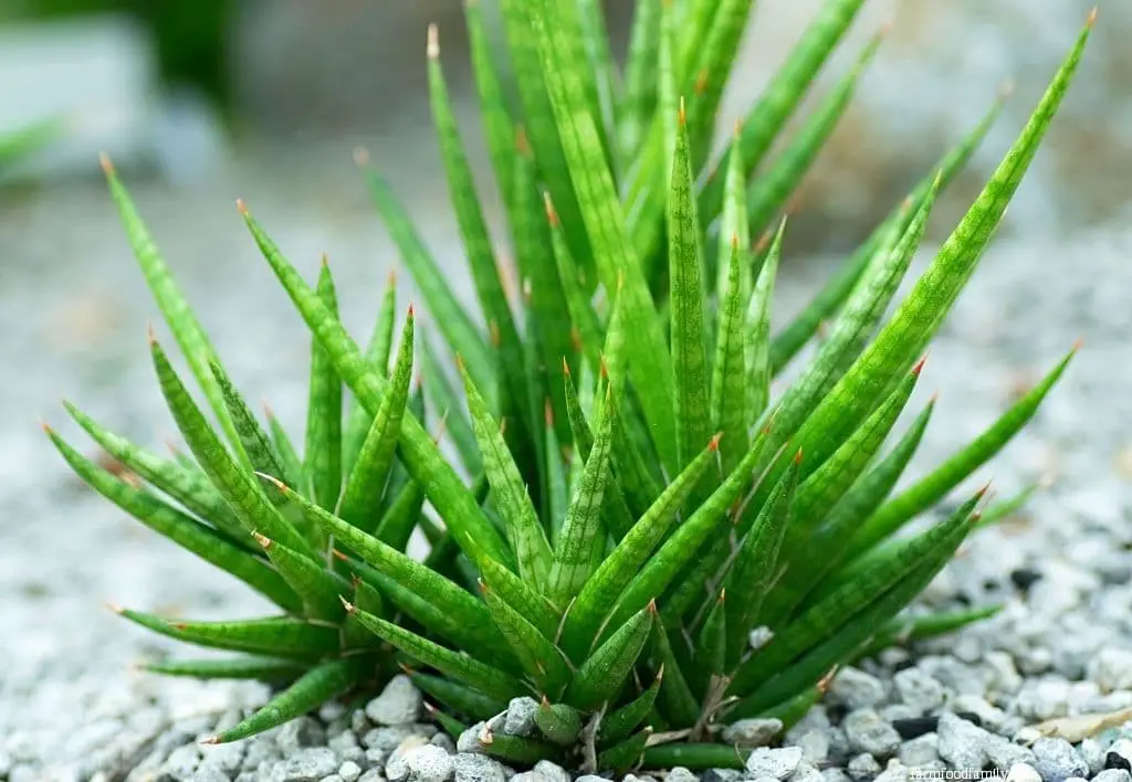 Sansevieria francisii