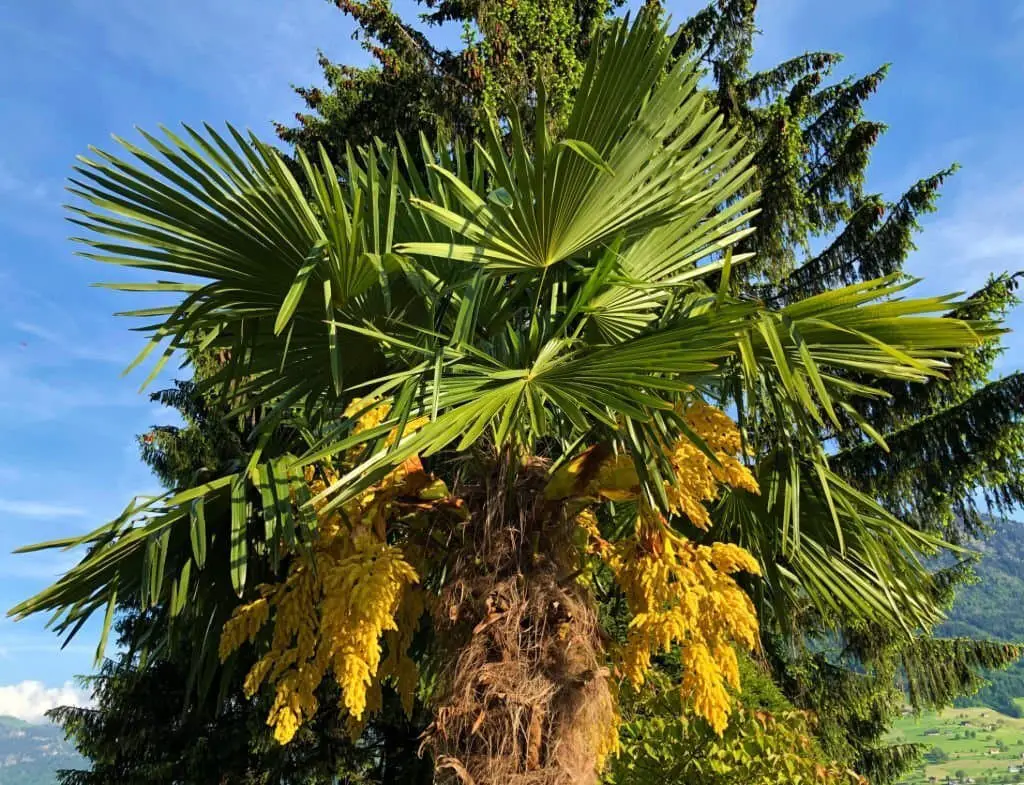 Texas Sabal Palm (Sabal Mexicana).