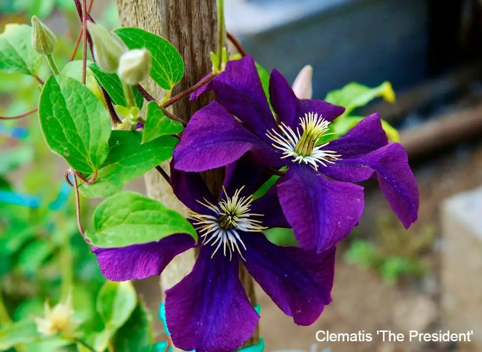 Early Summer Flowering Clematis