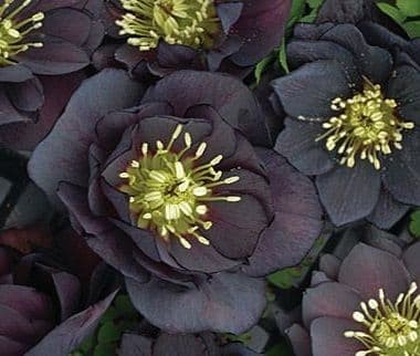 Helleborus ‘Dark and Handsome’.