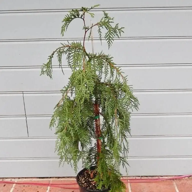 Weeping Eastern Arborvitae (Thuja occidentalis ‘Pendula’)