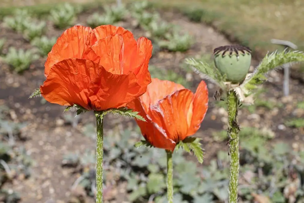 Iranian poppy or Persian poppy (Papaver bracteatum).