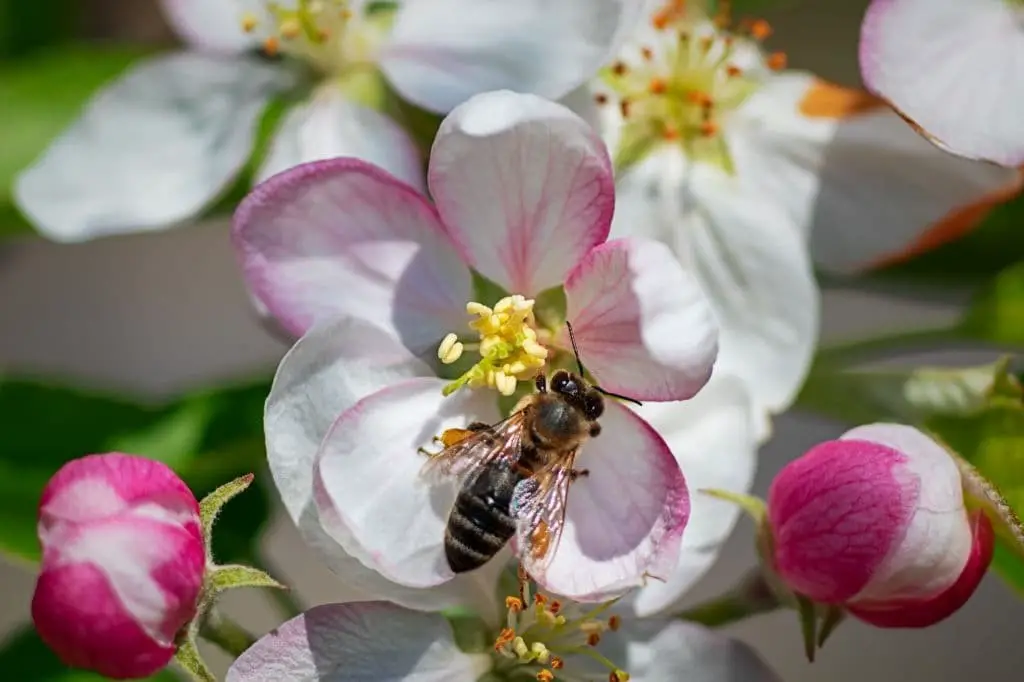 Apple blossom